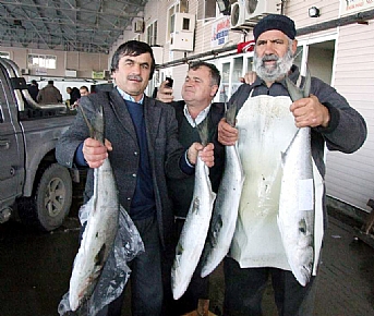 Marmara'da dev kofana balıkları yakalandı