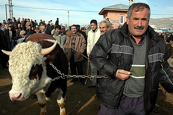 Van'da kurbanlık çok, alan yok