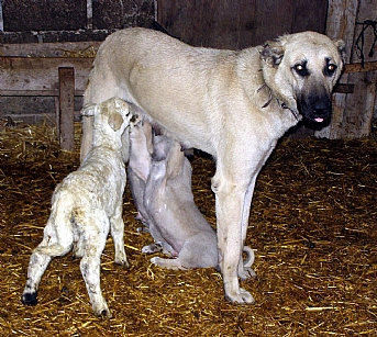 Annesiz kalan kuzuları köpek emziriyor